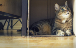 erreiparevir:  box cat by kmossop | Mushi loves his boxes. via http://ift.tt/1lilYW2