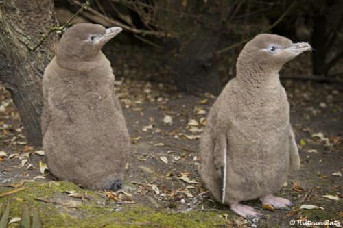 My one goal in life is to pet a baby penguin they look so unbelievably soft