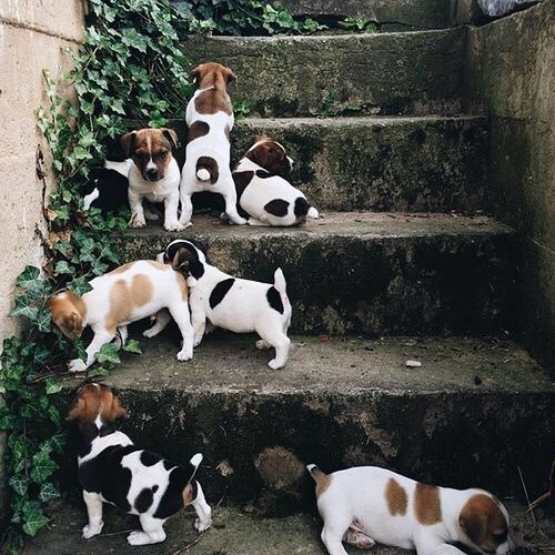 oldfarmhouse - Amy Showalter |Agrarian life in the Shenandoah...