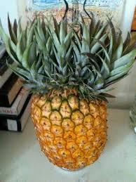 biodiverseed: If a pineapple inflorescence is exposed to excessive heat or excessive