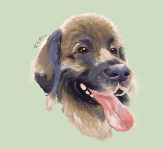 A digital painting of a leonberger dog’s bust. It has brown and grey fur , brown eyes, and its tongue is sticking out. There is a pale green background. Initialed and dated as “AK 8/30/21”