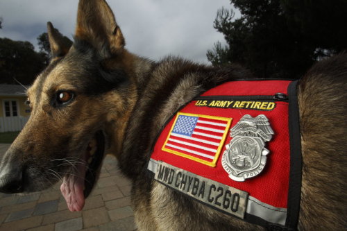 0nlybyth3n1ght:  Military Working Dog appreciation post.