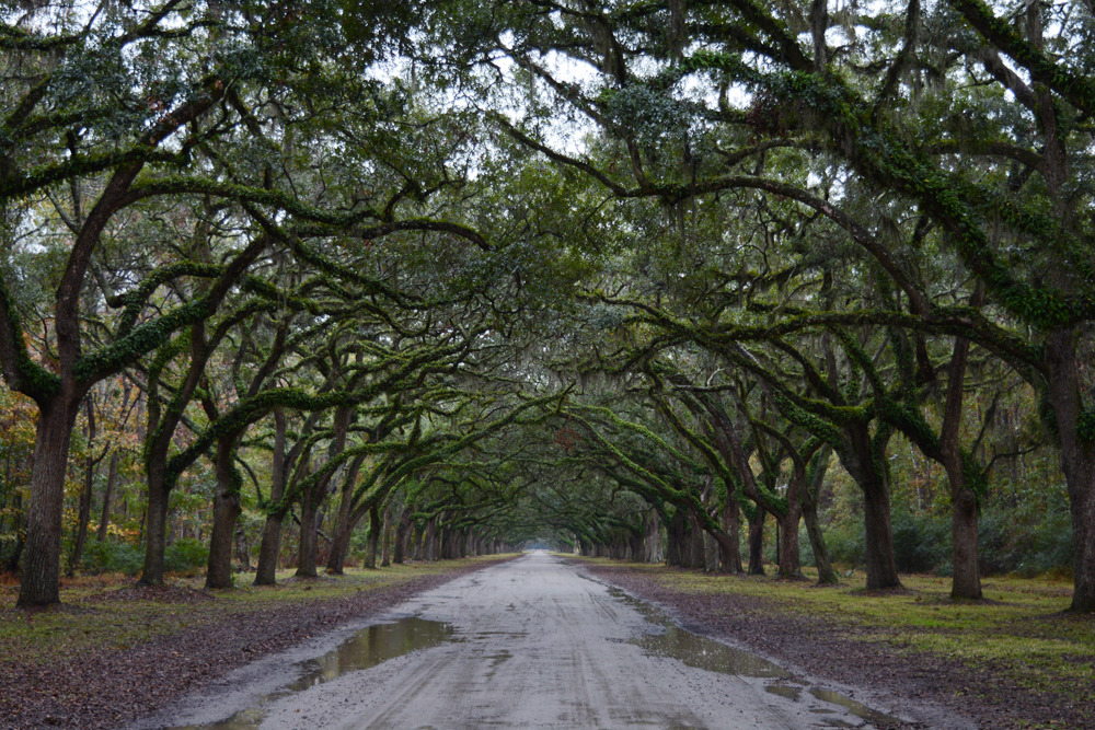 glorianas:  savannah, georgia, december 14th, 2016