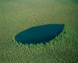 roambarefoot:  The Boreal Forest, Canada The Canadian Boreal Forest  is one of the biggest forests and wetland ecosystems which are still left on the face of the earth (a Boreal Forests are also known as ”Taiga”). The Canadian Boreal Forest has