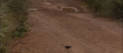 todaysbird:todaysbird:shoutout to the noisy scrub-bird for having absolutely no pictures where they don’t look like complete demons 