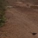 todaysbird:todaysbird:shoutout to the noisy scrub-bird for having absolutely no pictures where they don’t look like complete demons 