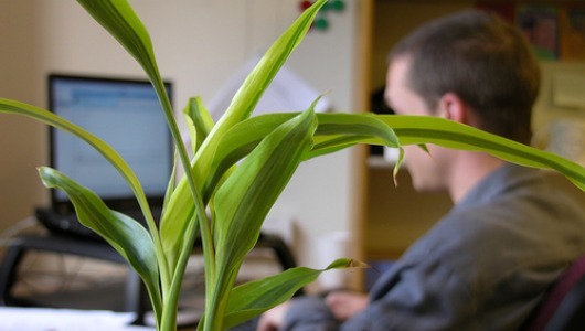 10 cubicle-friendly indoor plants
These pretty plants will brighten your workday, clean your air and improve concentration.