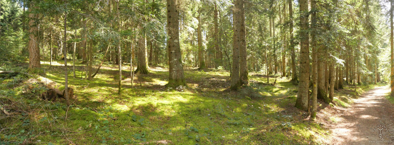 Photo panoramique d'une forêt ensoleillée