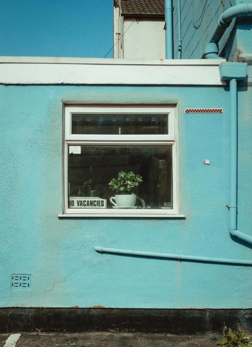 Flowers At Windows By Stefan Byrom