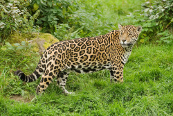 bigcatkingdom:  (via Jaguar (Panthera onca)