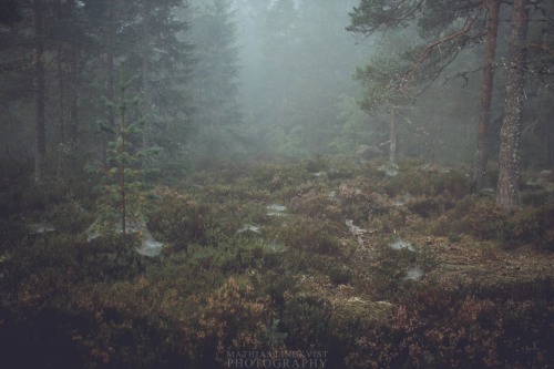 Forest Denizen