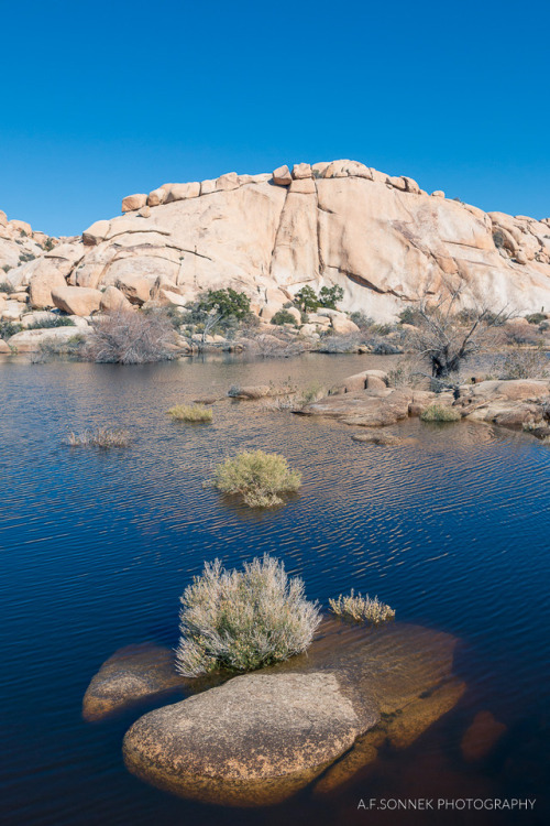  Beautiful blue skies (not enhanced at all!) in Joshua Tree National Park.  Heavy rains in the days 