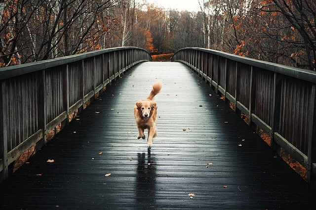 oldfarmhouse:  coming home