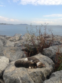 jingledink:  found two kitties cuddling by the sea 