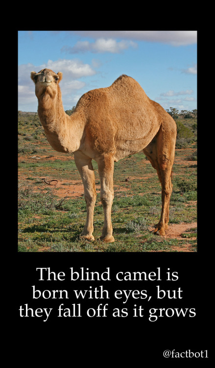 reblogging for camel cutie porn pictures