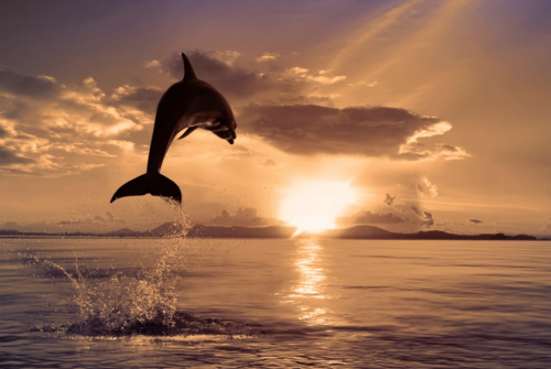 nubbsgalore:bottlenose dolphins photgraphed by (click pic) vitaly sokol, francois gohier, gerald lac