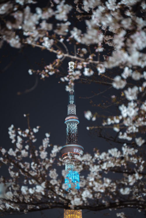 Sakura Season in Japan 2019Photo credits: www.instagram.com/ali.yokota