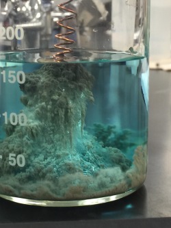 dannysexbomb:Copper wire set overnight in a silver-nitrate solution produces a crystallized explosion.Sometimes chemistry is rEALLY FUCKIN COOL.