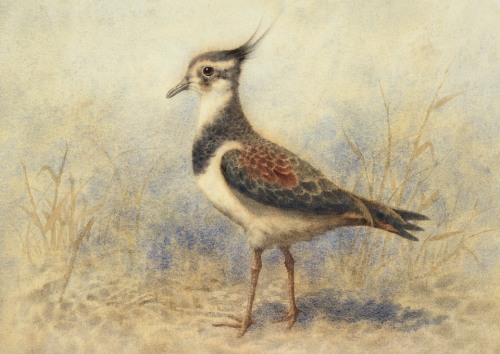 ajackdawintheattic: windypoplarsroom: Huang Hsiao-Hui Lapwing or Peewit