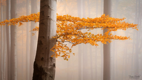 morethanphotography:MYSTERIOUS FOREST by MORKES