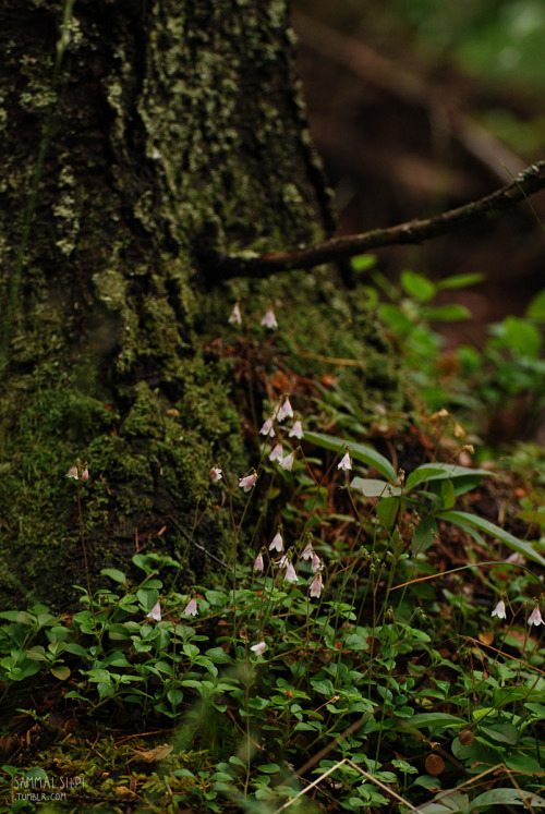 sammalsiipi: Forest maidens June 2016