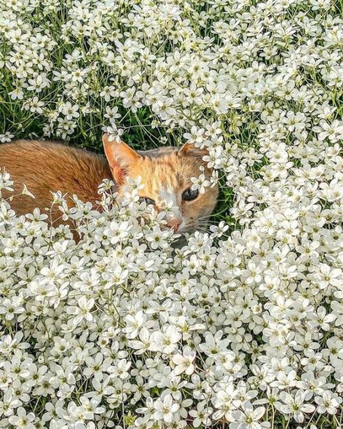 mixedindy:oh to be a cute fluffy creature surrounded by flowers