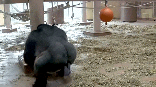 Shabani Is Awesome. 