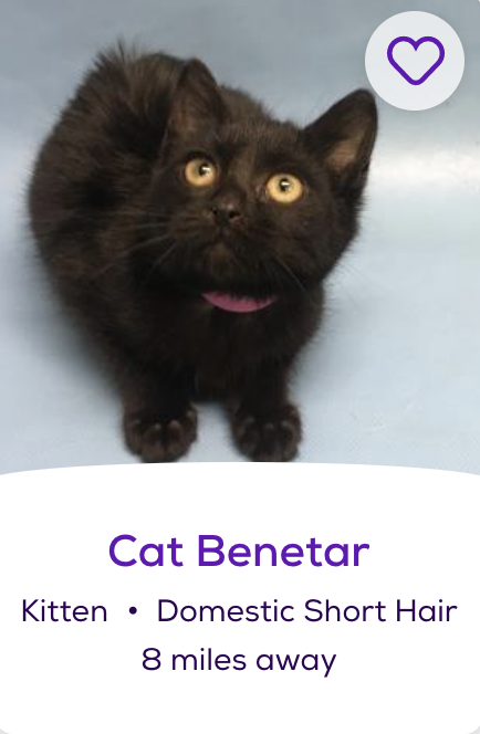 Petfinder names www petfinder cat cat benetar 49925346 mn golden petfinder-names-www-petfinder-cat-cat-benetar-49925346-mn-golden