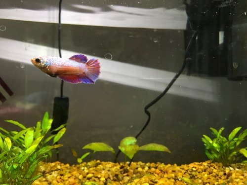 Hi, yes, I love my female halfmoon a lot??