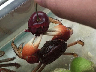 maggiebrightside:  sixpenceee:  How a crab eats. This is super adorable!  “One