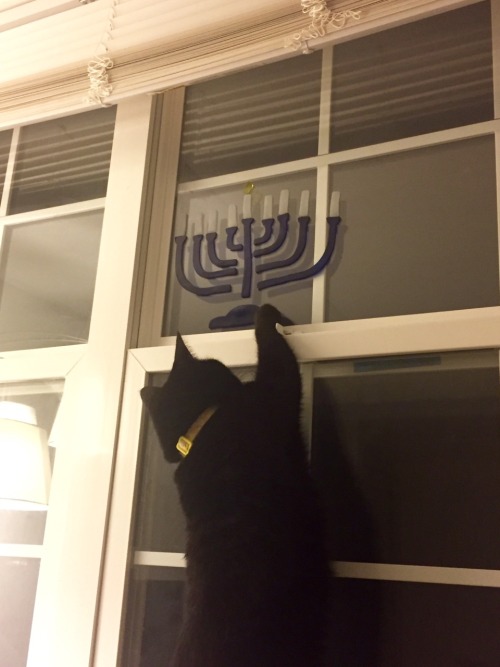 brehaaorgana: It’s a HANUKAT!!!