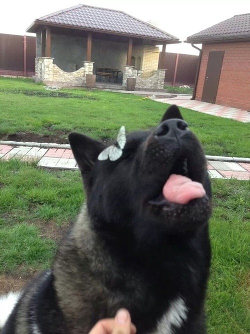thecutestofthecute:   Dogs with butterflies ehe he he Dogs with butterflies oho