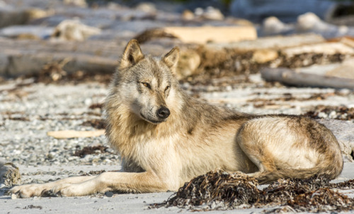 wolveswolves:  Photographer zooms in on the unique coastal wolves of British Columbia  Wolves living on the coastline of the Pacific Northwest are so specialized that they are considered an unofficial subspecies of the Gray wolf (Canis lupus). Conservatio