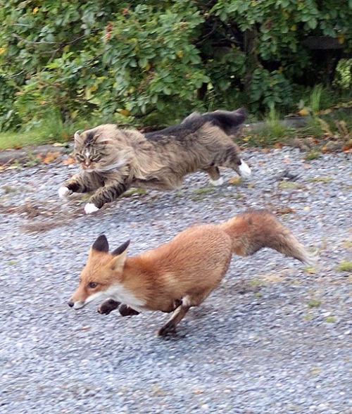 crowlocked: breelandwalker: NORWEGIAN FOREST CATS VIKING KITTAHS POKEMONS