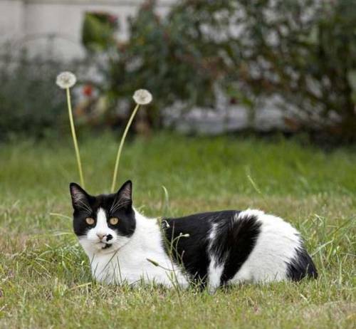 fireandshellamari:  speedlimit15:  Holy shit wtf how are people just ignoring this?! This is a REAL PICTURE of an EXTRA TERRESTRIAL   Extra Purr-estrial.:3c