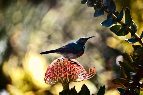 Here’s some sunbirds I saw the other day. I usually don’t get the chance to be so close 