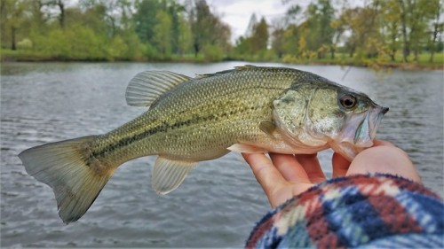 Got a little distracted from my crappie fishing