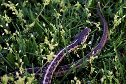 offleshandfeather: Adorable little Garter Snake 