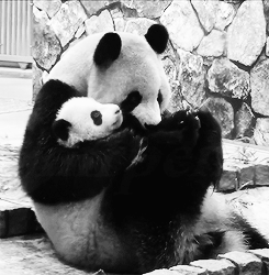 XXX   Baby Panda and her Mom x  photo