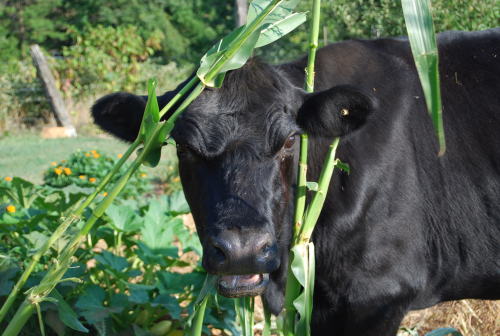 Caught!For information about efficient drip irrigation to water your own garden visit: www.gardendri