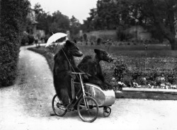 Two brown bears riding on a bicycle and side