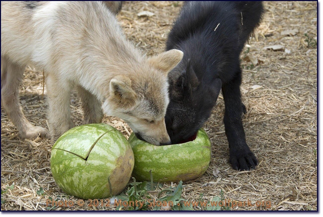 8bitmickey: Pictures of wolves eating watermelons has quickly become my new aesthetic.