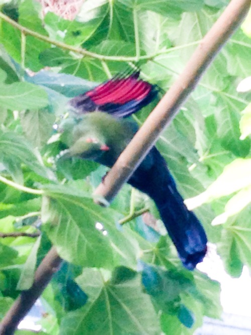 Schalow&rsquo;s Turaco