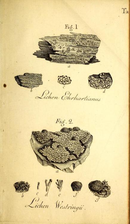 scientificillustration: ‘Lichenographiae svecicae prodromus’ by Erik Acharius (1757-181