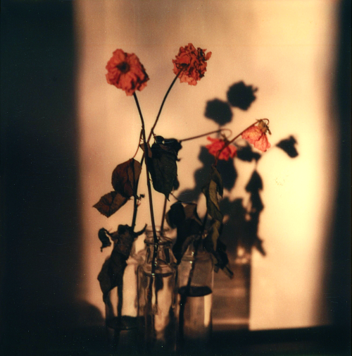 onlyoldphotography: Walker Evans: Floral Still-Life, 1973-74