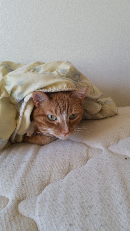 theneverlandbear:Monster lost at our game of hide and seek this morning. But he looked cute and cozy