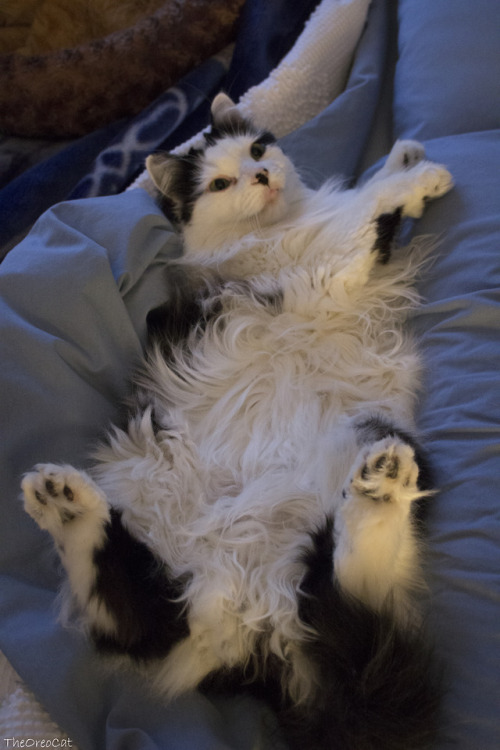 theoreocat:He makes it very hard to want to get out of bed!