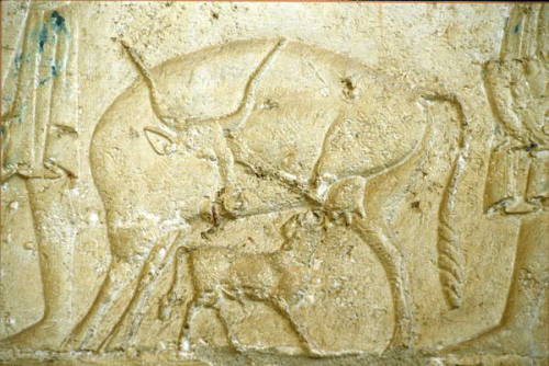 A calf trying to suckle, detail of a wall relief from the Tomb of Petosiris, High Priest of Thoth. L