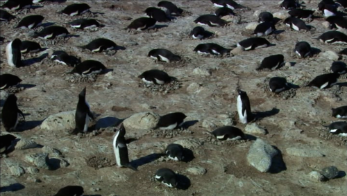 Encounters at the End of the World, Werner Herzog, 2007