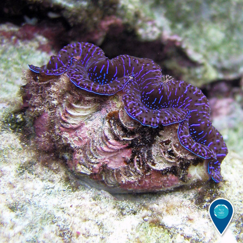noaasanctuaries:Pop of color for your Friday? This giant clam from National Marine Sanctuary of Amer